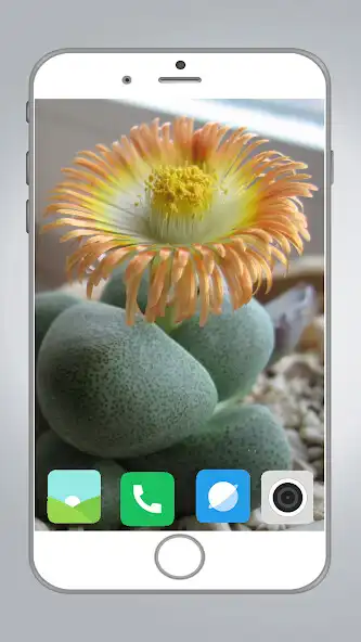 Play Cactus Flower HD Wallpaper as an online game Cactus Flower HD Wallpaper with UptoPlay