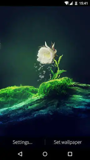 Play Cactus Flower Live Wallpaper as an online game Cactus Flower Live Wallpaper with UptoPlay