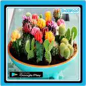 Free play online Cactus Plant Design APK Free play online Cactus Plant Design APK