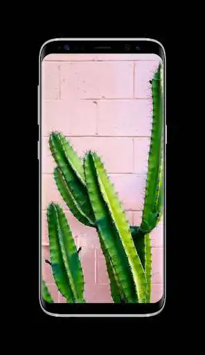 Play Cactus Wallpaper HD as an online game online Cactus Wallpaper HD with UptoPlay Play Cactus Wallpaper HD as an online game Cactus Wallpaper HD with UptoPlay