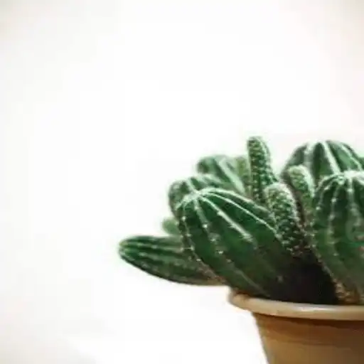 Free play online Cactus Wallpaper APK Free play online Cactus Wallpaper APK