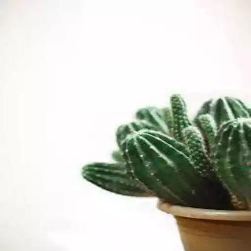 Play Cactus Wallpaper APK Play Cactus Wallpaper APK