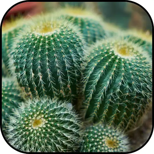 Free play online Cactus Wallpapers APK Free play online Cactus Wallpapers APK
