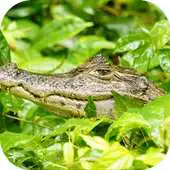 Free play online Caiman. Animal Wallpapers APK Free play online Caiman. Animal Wallpapers APK