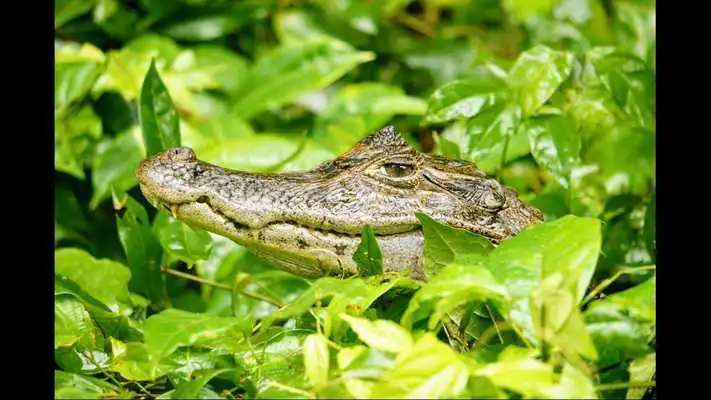 Play Caiman. Animal Wallpapers
