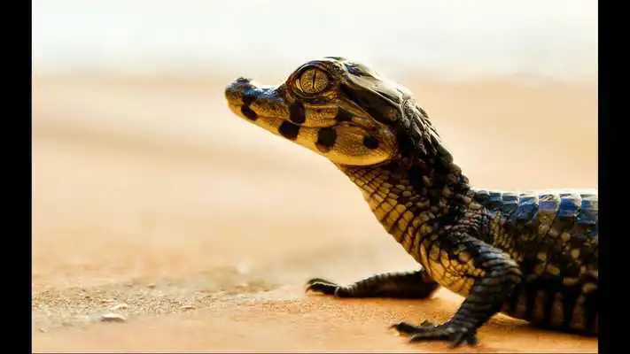 Play Caiman. Animal Wallpapers