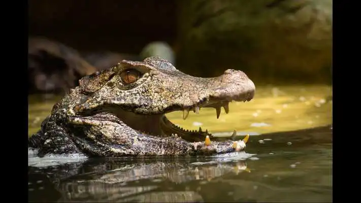 Play Caiman. Animal Wallpapers