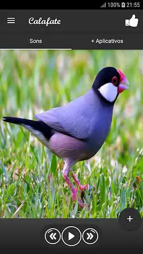 Play Calafate  and enjoy Calafate with UptoPlay