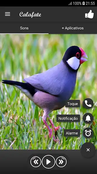 Play Calafate as an online game Calafate with UptoPlay