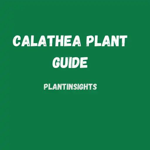 Play Calathea plant care Guide APK Play Calathea plant care Guide APK
