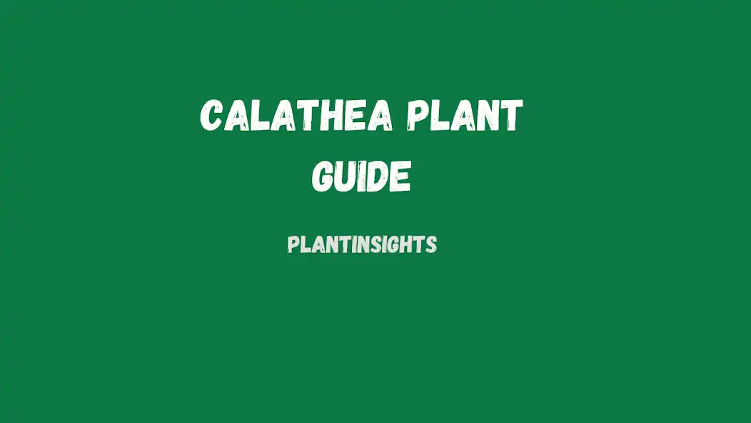 Play Calathea plant care Guide  and enjoy Calathea plant care Guide with UptoPlay