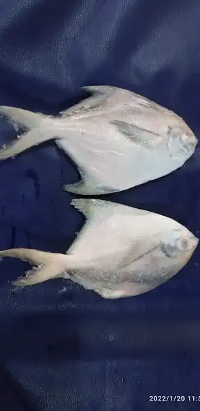 Play Calcutta Big fish  and enjoy Calcutta Big fish with UptoPlay