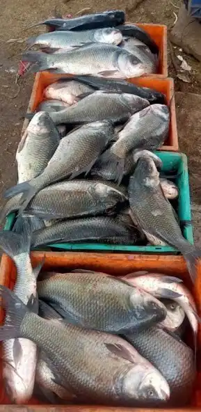 Play Calcutta Big fish as an online game Calcutta Big fish with UptoPlay