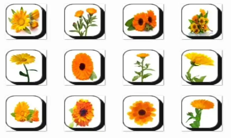 Play Calendula Flowers Onet Game
