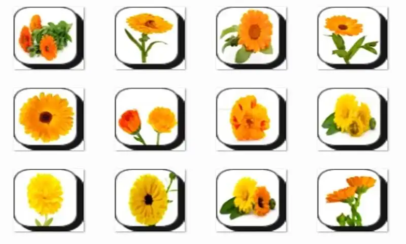 Play Calendula Flowers Onet Game