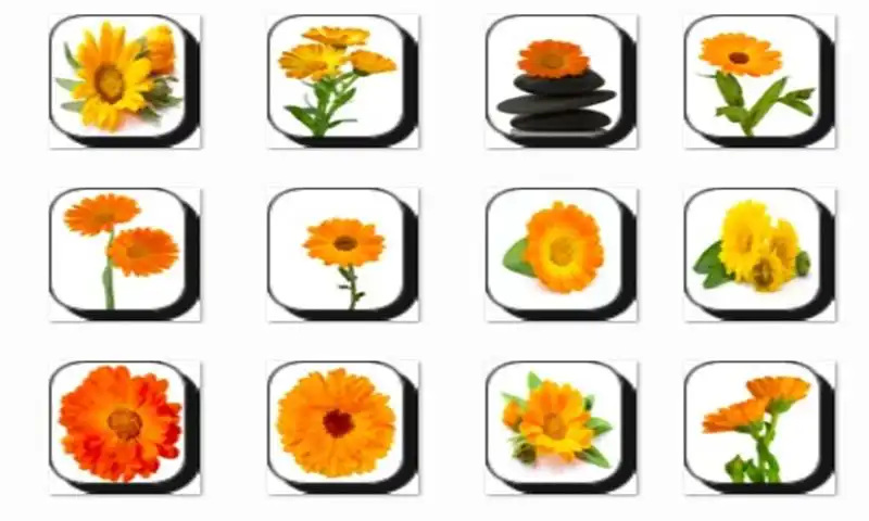 Play Calendula Flowers Onet Game