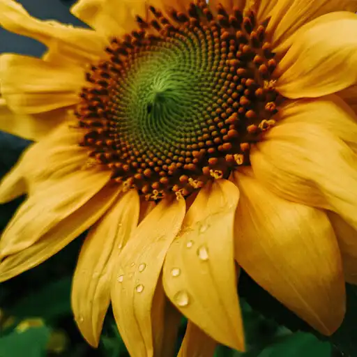 Play Calm and relaxing songs APK