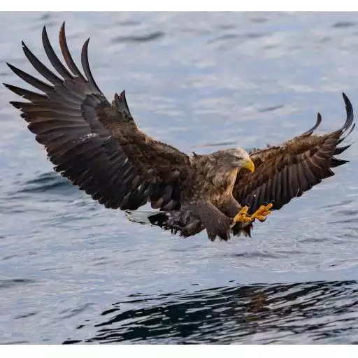 Play Calming Eagle: Calm Down, Breathe & Soothe Anxiety APK