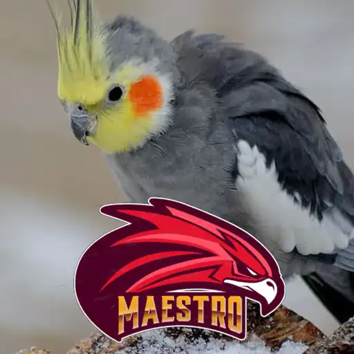 Play Calopsita Cantando 24 horas APK