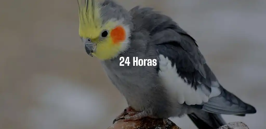 Play Calopsita Cantando 24 horas  and enjoy Calopsita Cantando 24 horas with UptoPlay