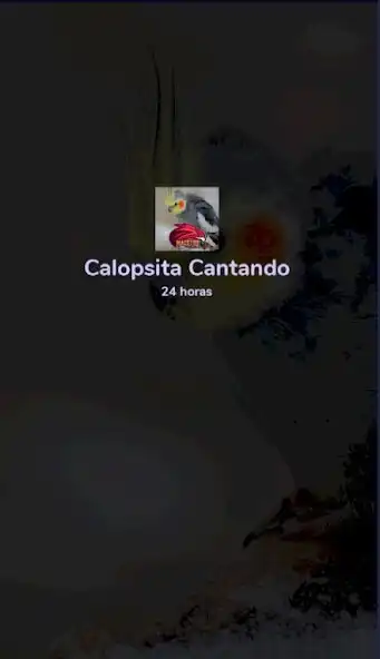 Play Calopsita Cantando 24 horas as an online game Calopsita Cantando 24 horas with UptoPlay