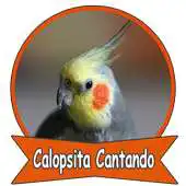 Free play online Calopsita Cantando Hino  Nacional APK