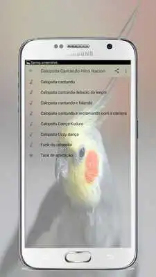 Play Calopsita Cantando Hino  Nacional