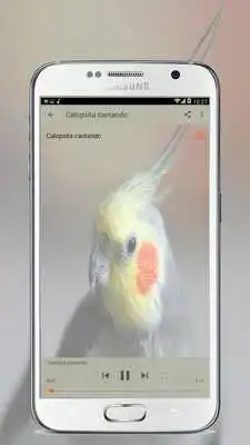 Play Calopsita Cantando Hino  Nacional