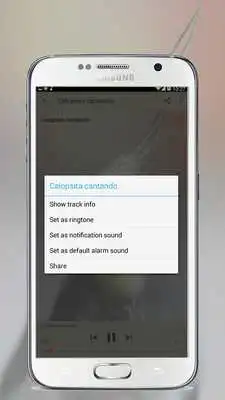 Play Calopsita Cantando Hino  Nacional