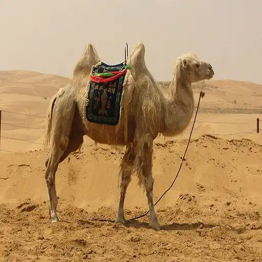 Play Camel sound APK