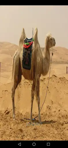 Play Camel sound  and enjoy Camel sound with UptoPlay