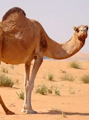 Play Camel Sounds ~ Sboard.pro  and enjoy Camel Sounds ~ Sboard.pro with UptoPlay