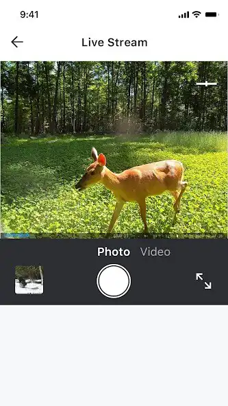 Play Camojojo as an online game Camojojo with UptoPlay