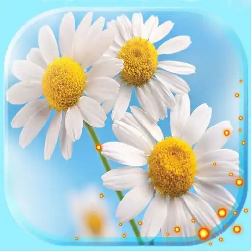 Play Camomiles live wallpaper APK Play Camomiles live wallpaper APK
