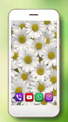 Play Camomiles live wallpaper  and enjoy Camomiles live wallpaper with UptoPlay