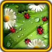 Free play online Camomiles n Ladybugs LWP APK Free play online Camomiles n Ladybugs LWP APK