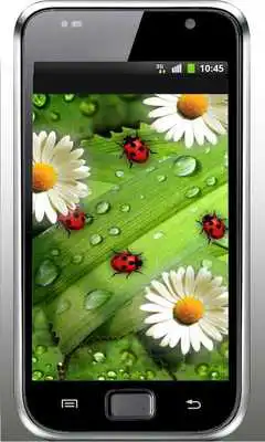 Play Camomiles n Ladybugs LWP