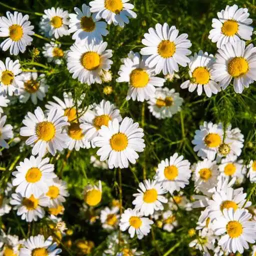 Play Camomiles Wallpaper APK