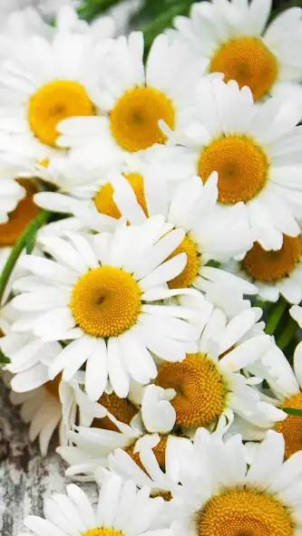 Play Camomiles Wallpaper  and enjoy Camomiles Wallpaper with UptoPlay