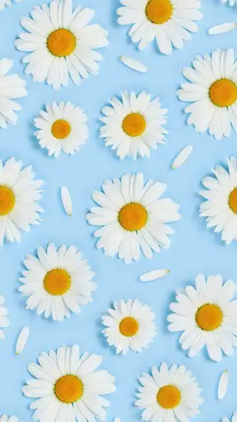 Play Camomiles Wallpaper as an online game Camomiles Wallpaper with UptoPlay