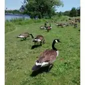 Free play online Canada Goose and Turkey Call APK Free play online Canada Goose and Turkey Call APK