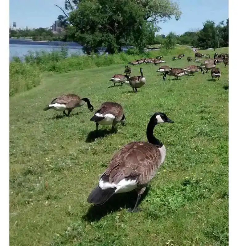Play Canada Goose and Turkey Call