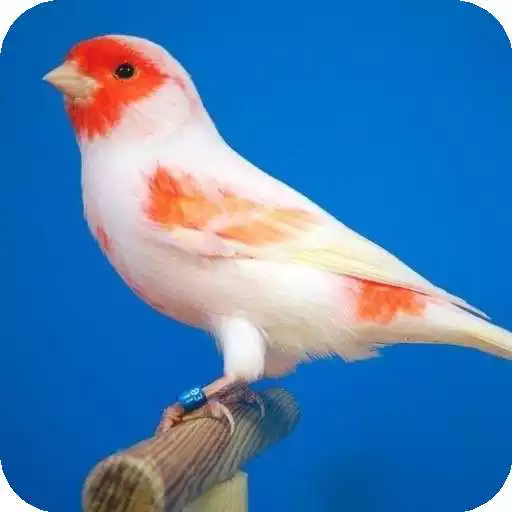 Free play online canariculture APK Free play online canariculture APK