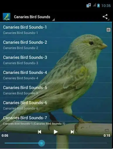 Play Canaries Bird Sounds