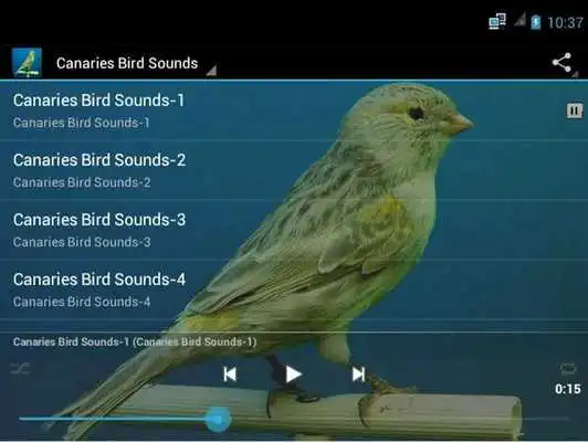 Play Canaries Bird Sounds