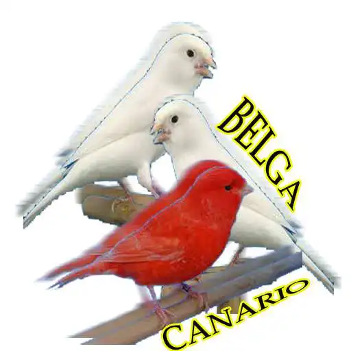 Play Canario Belga Novo 2020 Mestre completos APK Play Canario Belga Novo 2020 Mestre completos APK