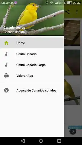 Play Canarios cantos varios as an online game Canarios cantos varios with UptoPlay