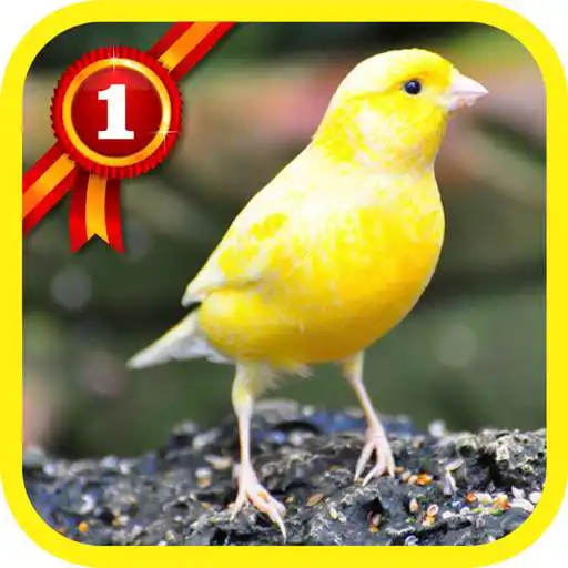 Play Canary Birds APK Play Canary Birds APK