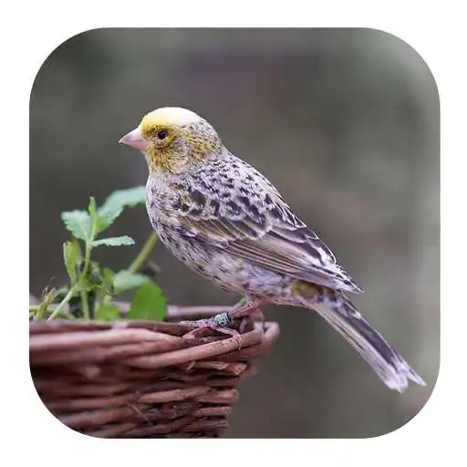 Free play online Canary Bird Sounds APK Free play online Canary Bird Sounds APK