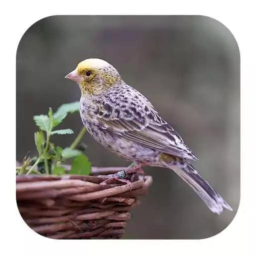 Play Canary Bird Sounds APK Play Canary Bird Sounds APK